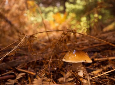 Güneşli bir ormanda mantar