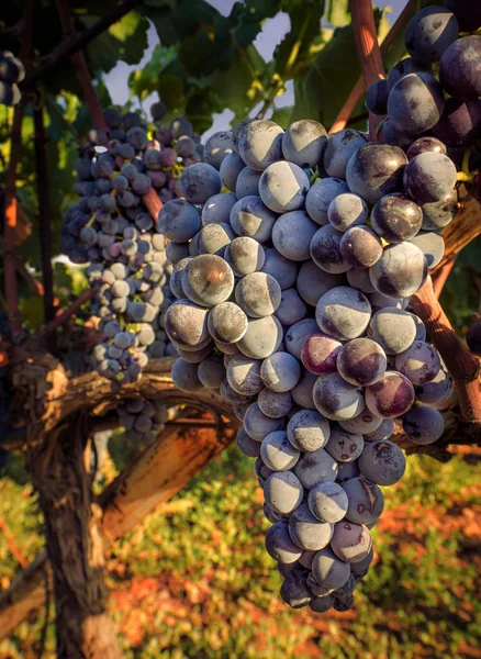 Uvas maduras y sol — Foto de Stock