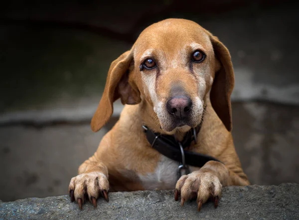 Рудоволоса собака з сумними очима — стокове фото