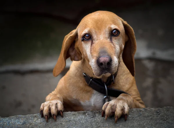 Hüzünlü gözleri olan Kızıl saçlı köpek