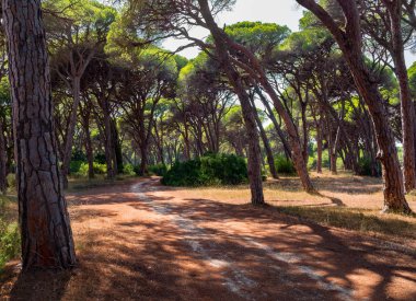 Kalogria ormanda Strofilia