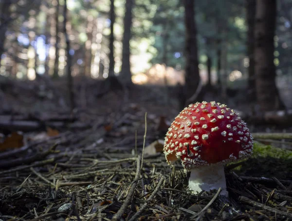 Bela Mosca Vermelha Jovem Cogumelo Agárico Amanita Muscaria Uma Floresta — Fotografia de Stock