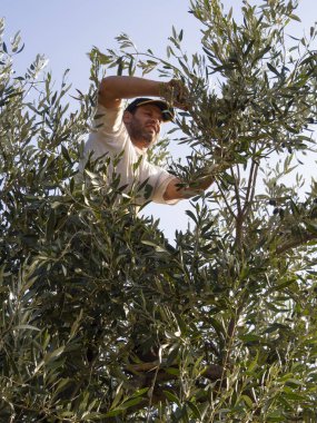 Genç bir adam, Yunanistan 'daki bir adada zeytin toplamak için özel bir aletle zeytin ağacından zeytin topluyor.