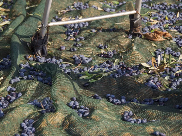 Mão Escolhendo Azeitonas Pretas Uma Ferramenta Especial Para Colher Azeitonas — Fotografia de Stock