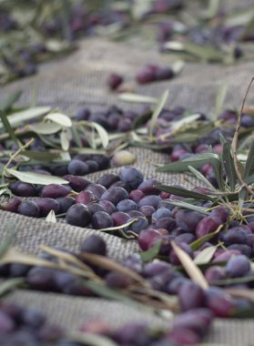 Yunanistan 'ın Evia adasında güneşli bir günde zeytin toplamak için özel bir araç olan siyah zeytinleri elle toplamak