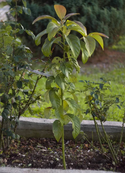 Een Kleine Avocado Boom Een Tuin Griekenland — Stockfoto