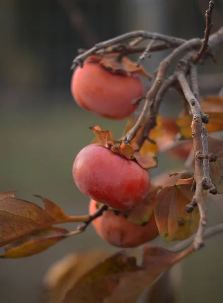 그리스에서는 늦가을에 고령화 열매를 나무에 심는다 — 스톡 사진
