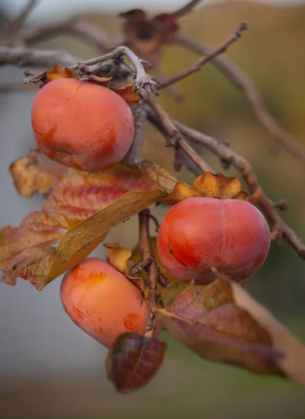 Mogen Persimon Frukt Ett Träd Slutet Hösten Grekland — Stockfoto