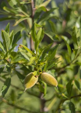 Yunanistan'ın Evia adasında bir ağaç dalı badem meyve yakın çekim