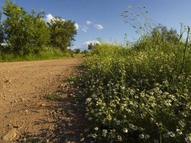 Yunan adası Evia 'da güneşli bir yaz öğleden sonra zeytin bahçesi boyunca dağ yolu (Euboea))