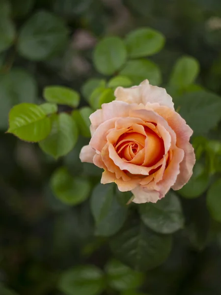 Schöne Duftende Rosenblüte Einem Sonnigen Warmen Tag — Stockfoto