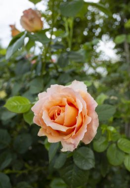 Güneşli bir günde güzel kokulu bir gül çiçeği. 