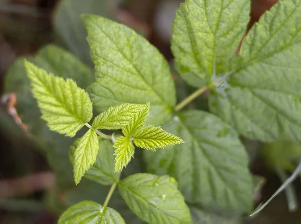 Young Leaves Raspberry Bush Rubus Idaeus — Stock Photo, Image