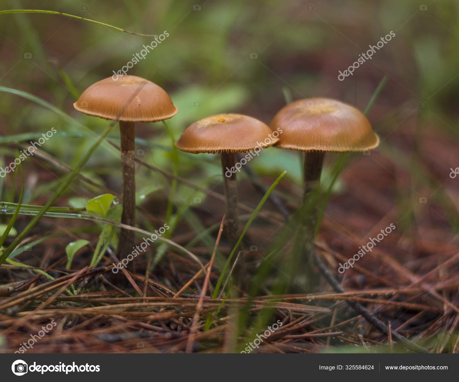 Brown Poisonous Mushrooms