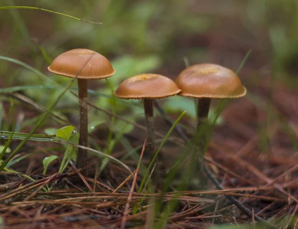 Três Pequenos Cogumelos Marrons Venenosos Galerina Marginata Entre Grama Verde — Fotografia de Stock