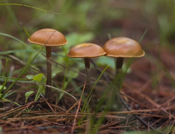 Tre Funghi Marroni Velenosi Galerina Marginata Tra Erba Verde Aghi — Foto Stock