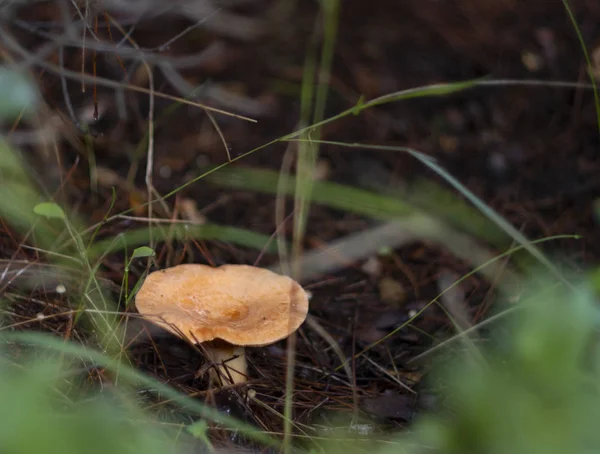 Belo Cogumelo Vermelho Milkweed Lactarius Chrysorrheus Floresta Grécia — Fotografia de Stock