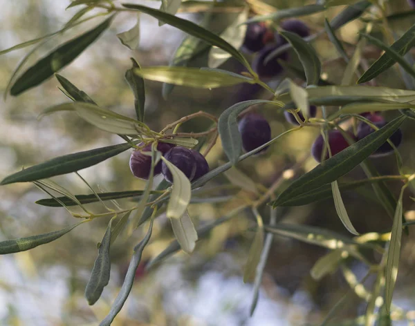 ギリシャの島で晴れた日に木の枝にオリーブを熟す — ストック写真