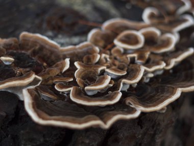 Yunanistan 'da bir çam kütüğünde güzel bir mantar Trametes versicolor (Coriolus versicolor ve Polyporus versicolor) 