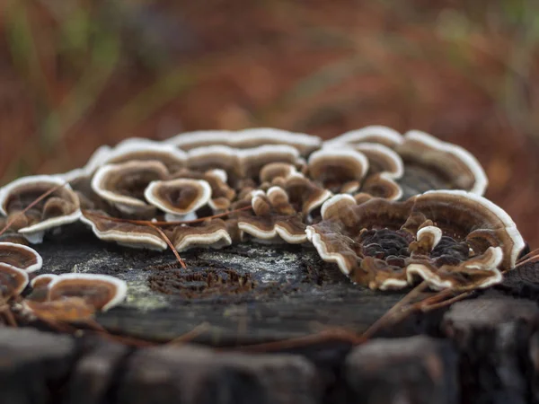 Красивые Пороховые Грибы Траметы Разноцветные Coriolus Versicolor Polyporus Versicolor Сосновом — стоковое фото