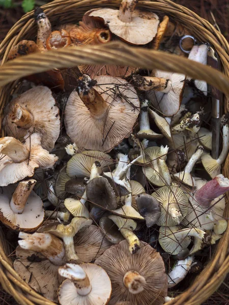 Rieten Mand Met Winterpaddenstoelen Een Dennenbos Griekenland — Stockfoto