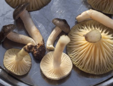 Kış sonu yenilebilir mantar Hygrophorus hipotezi metal arka planda
