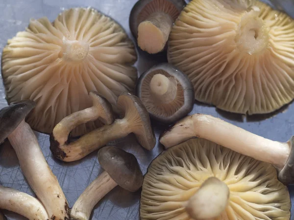 Sen Vinter Ätbar Svamp Hygrophorus Hypotes Metall Bakgrund — Stockfoto