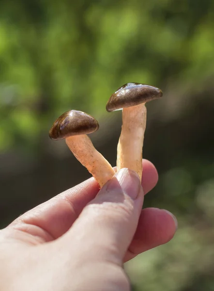 Pequenos Cogumelos Florestais Hygrophorus Hypothejus Mão Uma Mulher Sol Brilhante — Fotografia de Stock