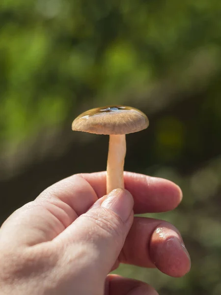 Små Skogssvamp Hygrophorus Hypothejus Kvinnas Hand Den Klara Solen Grekland — Stockfoto