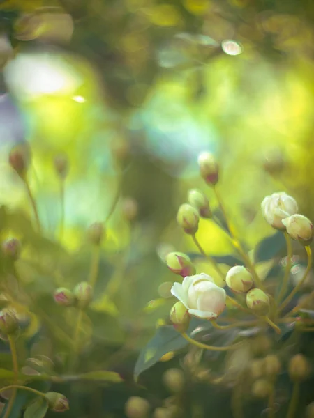 Güneşli Bir Günde Güzel Beyaz Bir Gül Çiçeği — Stok fotoğraf