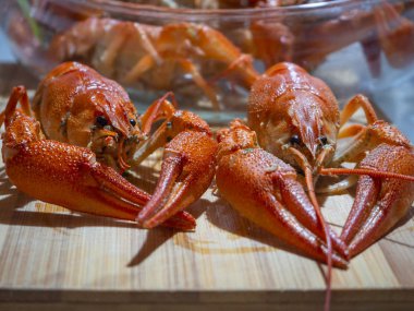 Kırmızı kaynamış kerevit Astacus astacus ve kıskaçları yakın.