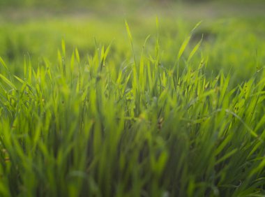 Güneş ışığında yeşil yabani otlar. Yakın plan.