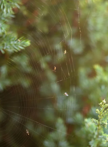 Víctimas Una Araña Una Telaraña Bush — Foto de Stock