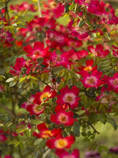 Szép Piros Rózsa Virág Egy Napsütéses Meleg Napon — Stock Fotó