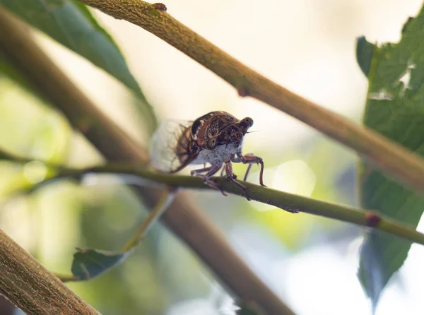 Cicadidae Cicada Közelkép Egy Faágon — Stock Fotó