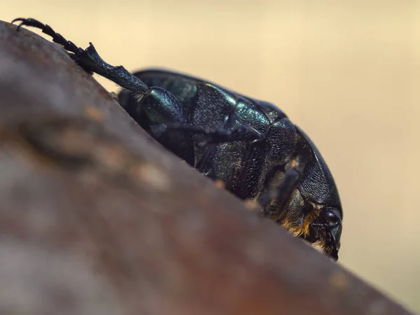 Escarabajo Una Plaga Cetonia Aurata Que Come Árbol Grecia — Foto de Stock