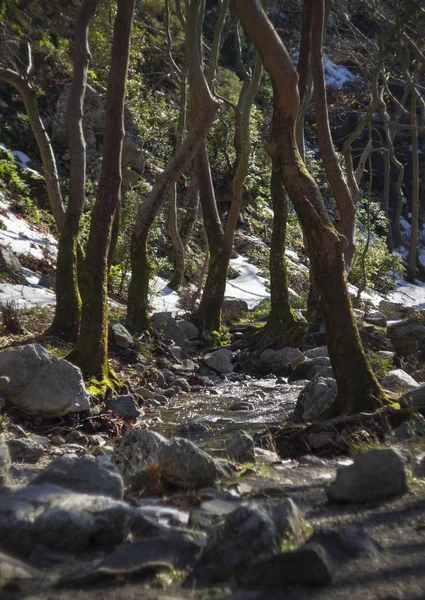 Rivière Montagneuse Rapide Avec Eau Claire Dans Forêt Dans Les — Photo