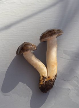 Late winter edible mushroom Hygrophorus hypothejus on wood background clipart