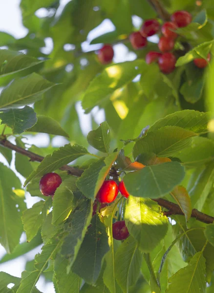 Red Berries Ripe Cherries Tree Green Foliage Sun — 스톡 사진