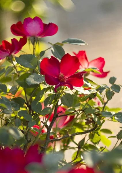 Schöne Rote Rosenblüte Einem Sonnigen Warmen Tag — Stockfoto