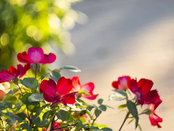 Schöne Rote Rosenblüte Einem Sonnigen Warmen Tag — Stockfoto