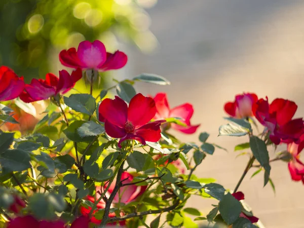 Schöne Rote Rosenblüte Einem Sonnigen Warmen Tag — Stockfoto