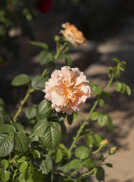 Schöne Duftende Rosenblüte Einem Sonnigen Warmen Tag — Stockfoto