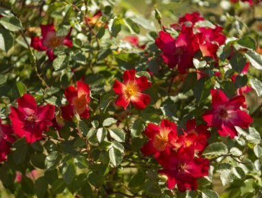 Sıcak güneşli bir güzel kırmızı gül çiçek 