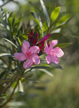 Yunanistan 'da güneşli bir günde Gül Oleander Bush (Neryum zakkum) 