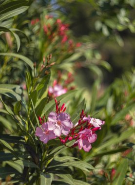 Yunanistan 'da güneşli bir günde Gül Oleander Bush (Neryum zakkum) 