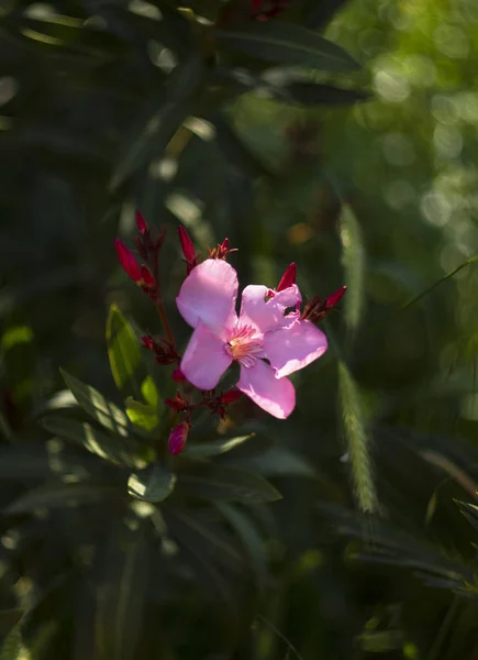 Rose Oleander Bush Nerium Oleander Dia Ensolarado Grécia — Fotografia de Stock