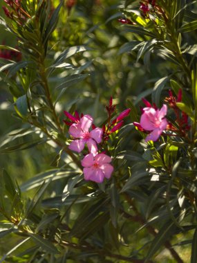 Yunanistan 'da güneşli bir günde Gül Oleander Bush (Neryum zakkum) 