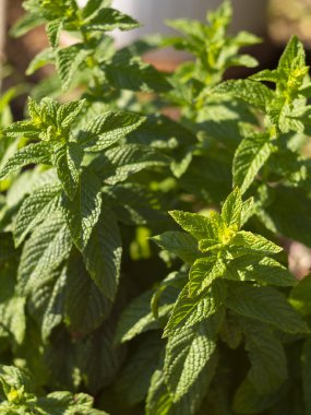 Naneli çim. Mentha piperita. Yaklaş. 