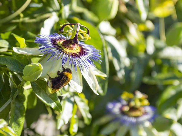 Bee close up pollen extracts from flower Passiflora